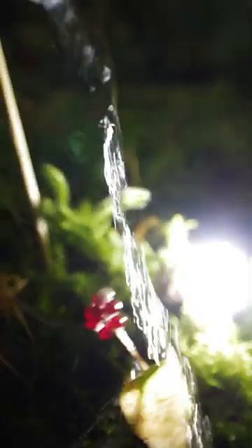 Macro Photography Hacks： Aluminum Foil & Chopsticks #macrophotography #canonrf