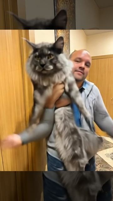 Танцы с котенком