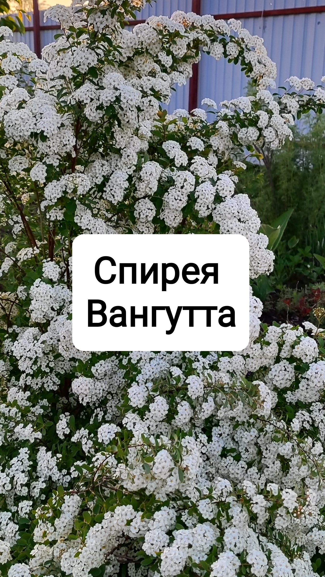 Спирея Вангутта