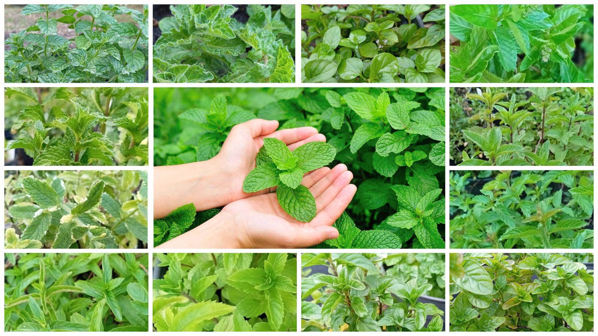 ВКУС, КОТОРЫЙ УДИВЛЯЕТ!💚🌱😃