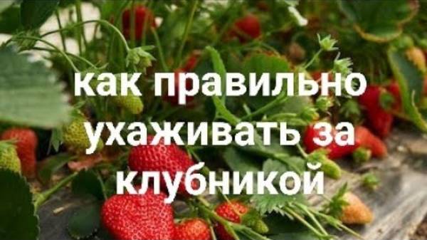 Как правильно ухаживать за клубникой