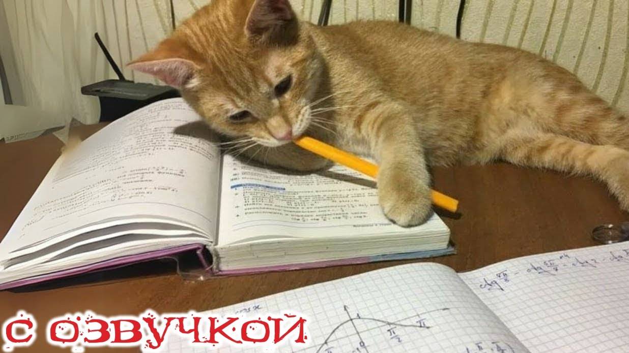 Приколы с котами! - С ОЗВУЧКОЙ! Смешные видео про животных! Смешные коты и кошки!