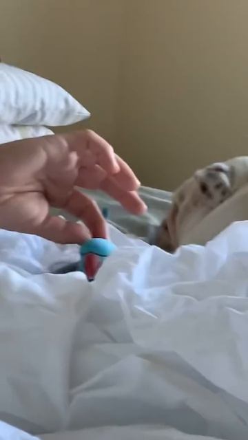 Попугай мяучет