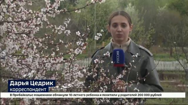 Цветение абрикоса и сакуры в Ботаническом саду ИГУ