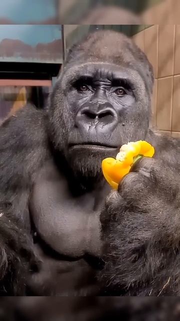 Man Changed into a real Gorilla 🦍 In America got talent Show ｜ Duo Schumacher #AGT #americagottalen