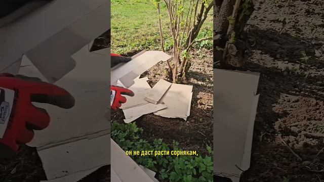 Как избавиться от сныти без химии? Надежный рабочий способ