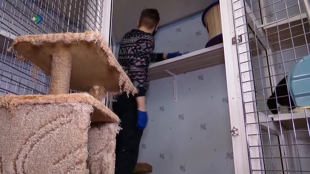 Приюту «Кошки за окошком» требуется срочный переезд