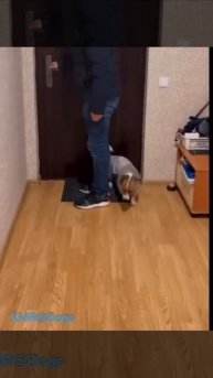 Утренний обряд на удачную прогулку😂 ( видео про собак )