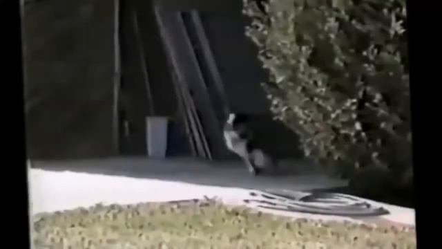 Смешные кошки и собаки   забавный кот видео, которые заставят вас смеяться