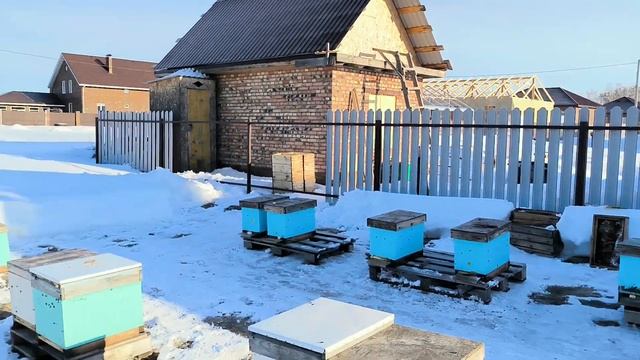 Пчеловодный сезон 2024 открыт! Считаем потери...