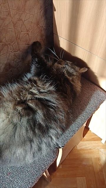 Зацепер