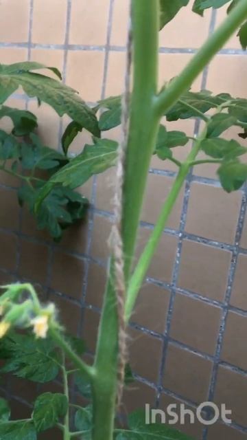 🍅🍅🍅Двухметровые томаты на балконе! #plant #hydroponics #gardeni