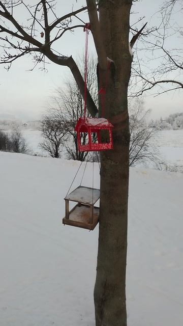 Кормушки для птиц, 9 декабря 2023.