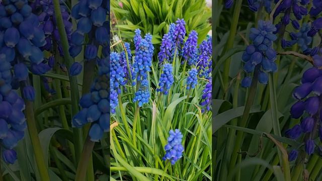 ВЕСНА!☀️ТЮЛЬПАНЫ🌷НАРЦИССЫ🌼МУСКАРИ🪻ПРИМУЛА🌸🌺🌸