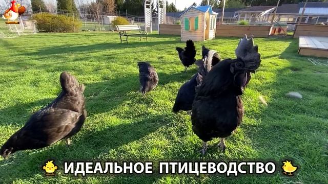 Идеальное птицеводство достойно восхищения 🐓🦆🦢🦚🦃🐔 эпизод (208)