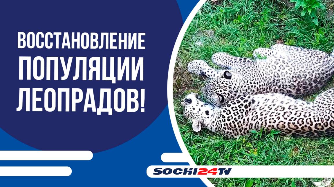 В ЦЕНТРЕ ВОССТАНОВЛЕНИЯ ЛЕОПАРДА НА КАВКАЗЕ ПОКАЗАЛИ, КАК ПОДРАСТАЕТ ПОТОМСТВО РЕДКИХ ЛЕОПАРДОВ!