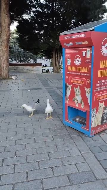 Мяу)))
