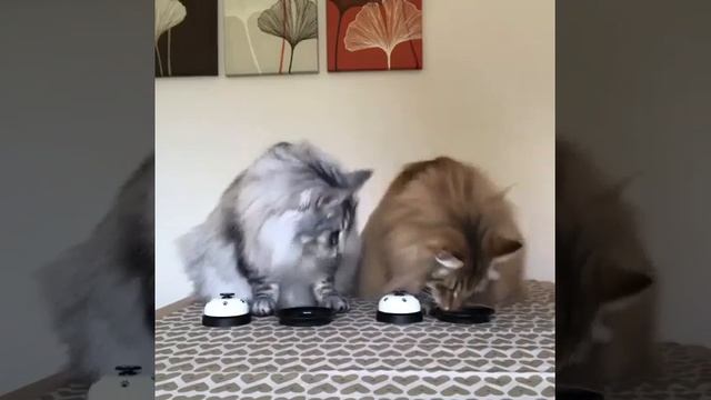 Ещё, пожалуйста 😜