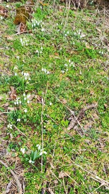 большие подснежники в Краснодарском крае в Новороссийске #цветы #природа #лес #красота