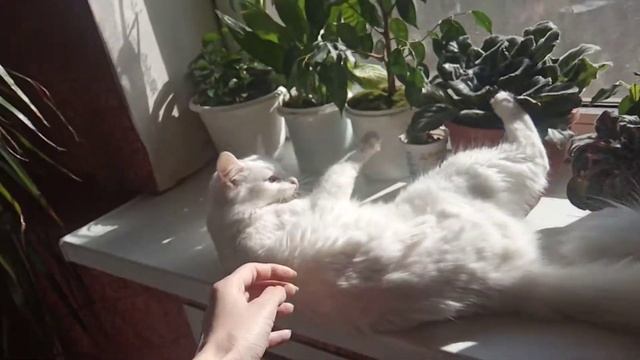 котенок по имени Айс 🐈 Смешные коты и животные