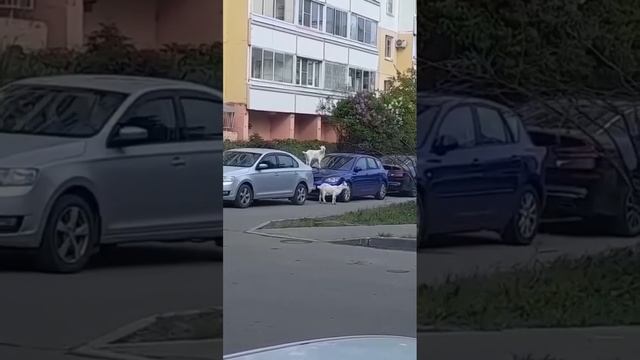 В Бутово козы продолжают кошмарить водителей.
