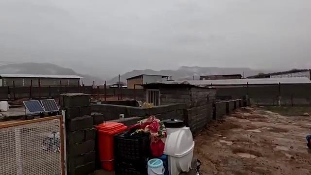 09.03.2025 Ветеринар проверяет здоровье овец на ферме Тейбе🏕🐐🐑