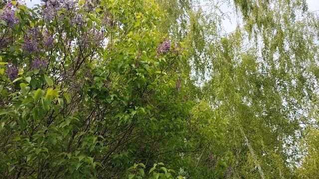 Песня на природе.А вы знаете такую?♥️🥳