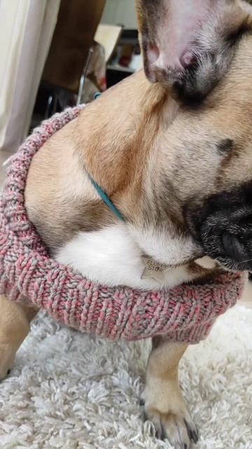 У бабушки лучшие подарки #французскийбульдог #собака #бульдоги #собакиприколы #одеждадлясобак