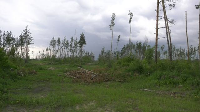 Лесник попал под уголовное дело за… помощь в незаконной рубке деревьев