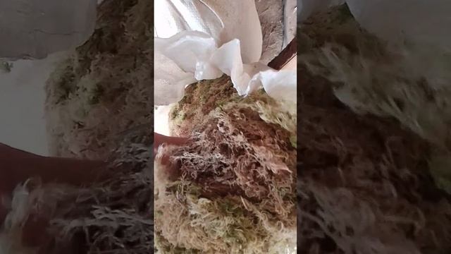 Мох сфагнум.mp4