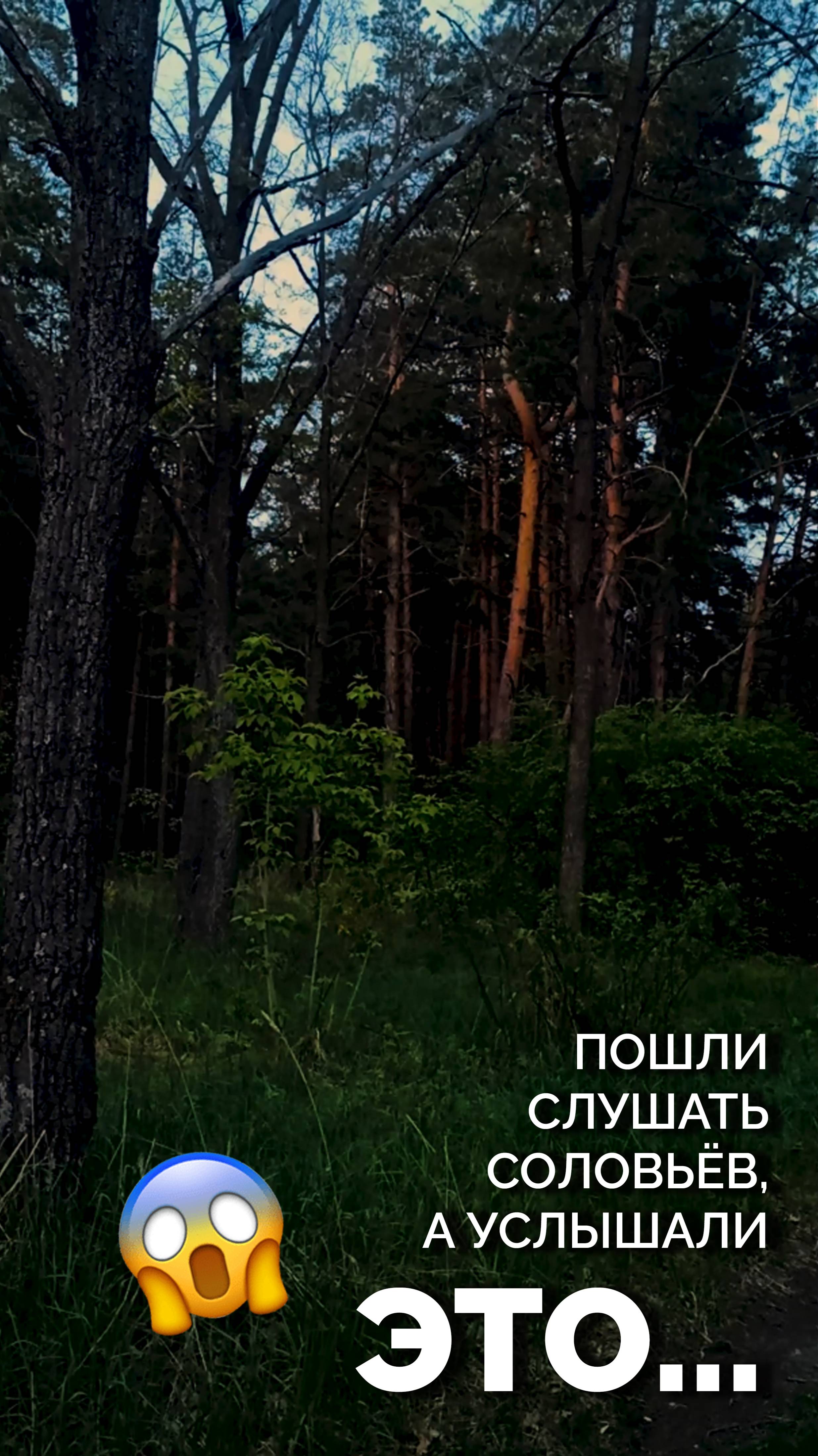 Вместо соловьёв, в сумерках, услышали это...