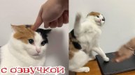 Приколы с котами! С ОЗВУЧКОЙ! Смешные коты! Самые смешные животные! 2025!!!