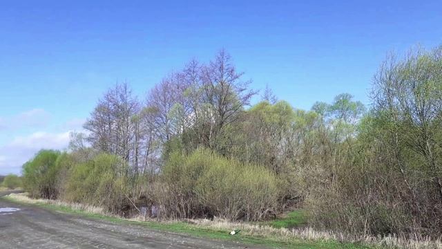 ЗВУКИ И ПЕНИЕ ВЕСЕННИХ ПТИЦ. ВЕСНА, ПРИРОДА.