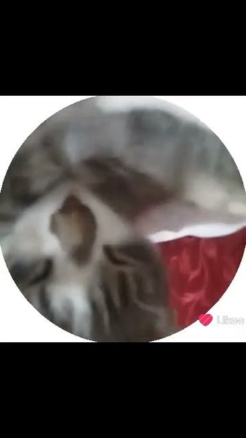 1000011496.mp4