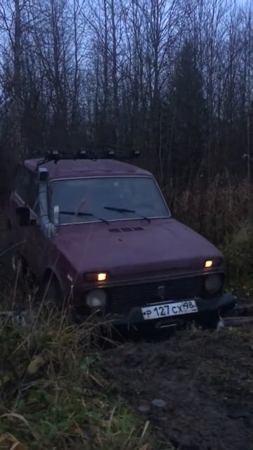 Старогатчинский лес 2
