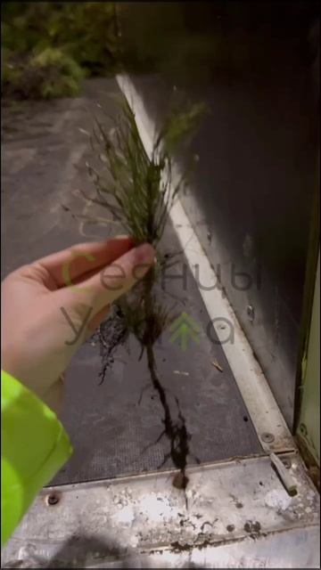 Продолжаются отгрузки в нашем лесопитомнике! 🚛🌱