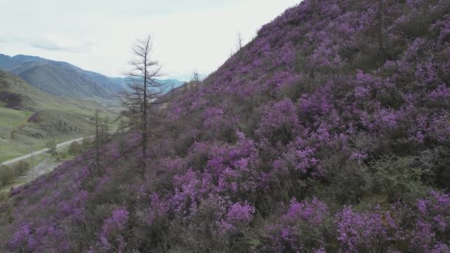 Горный Алтай. Цветение маральника. Ч.2