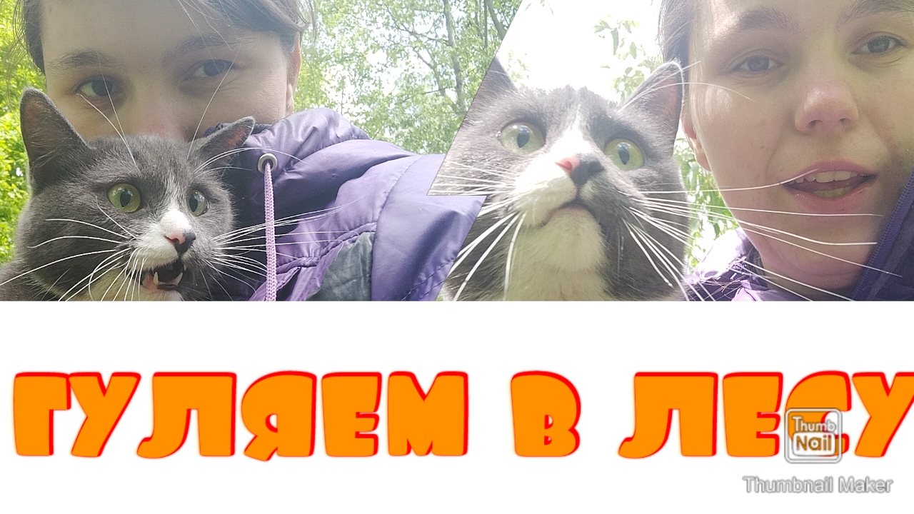 Спасаем кошку от течки