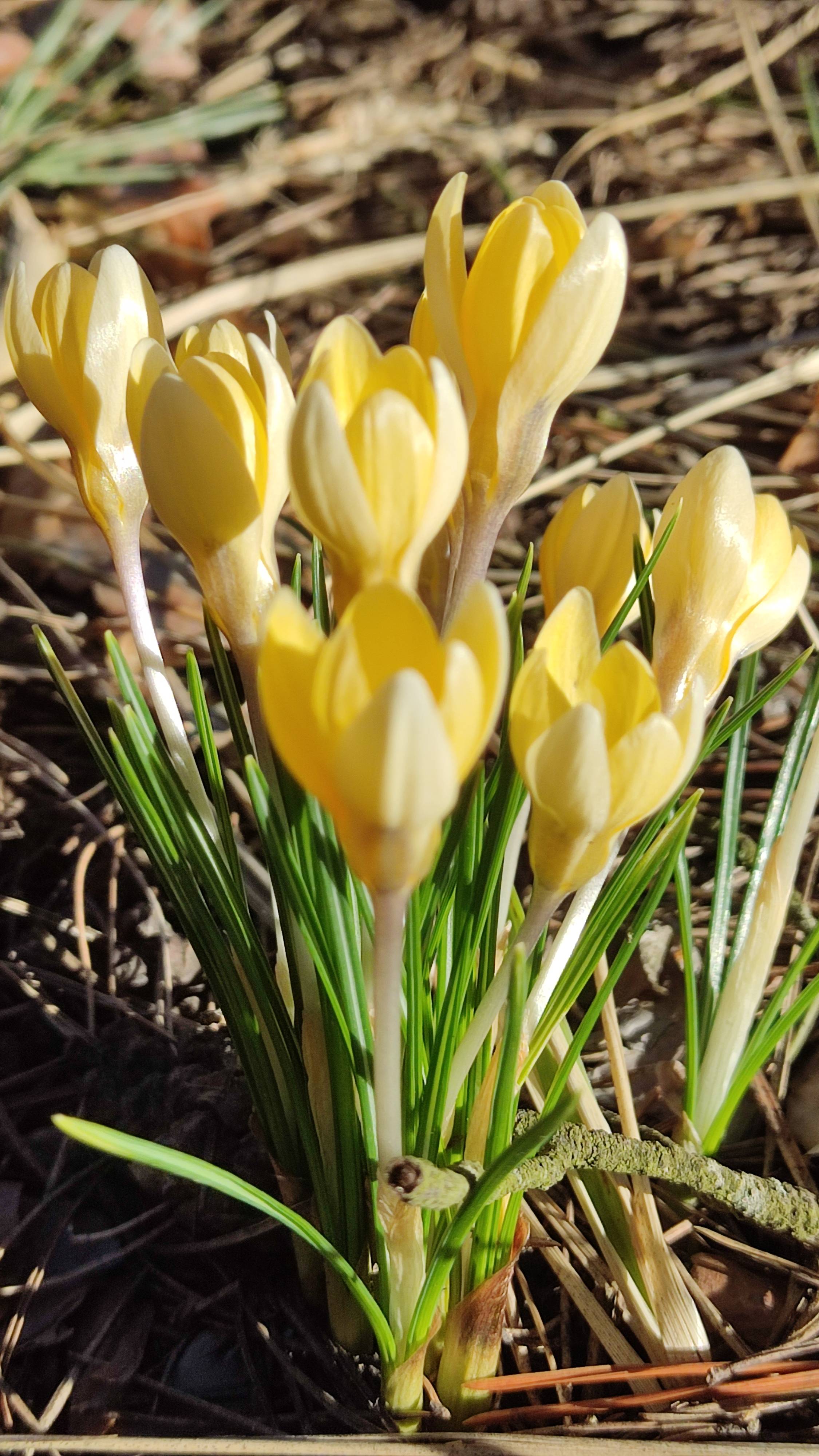 Апрельские крокусы в Северном Кунсангаре🌷Весна в Подмосковье🌞 Большие Дворы 03.04.2025
