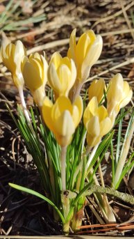 Апрельские крокусы в Северном Кунсангаре🌷Весна в Подмосковье🌞 Большие Дворы 03.04.2025