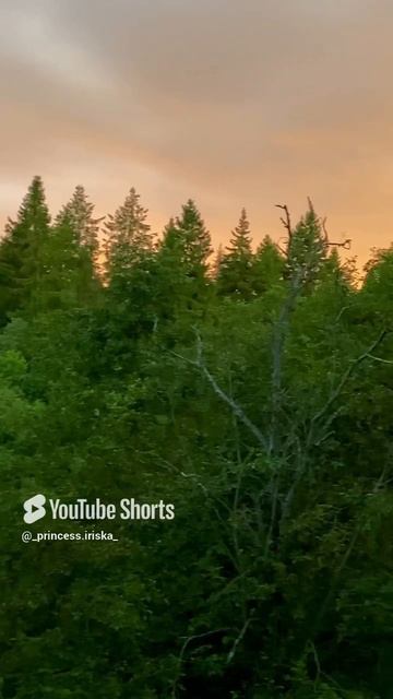 #вечер#красота#прогулка с собакой.mp4