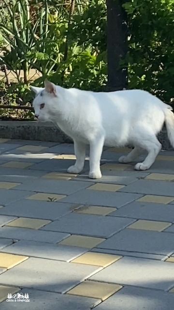 КОТ 😼