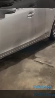 Нервный пассажир📣😂 ( видео про собак )