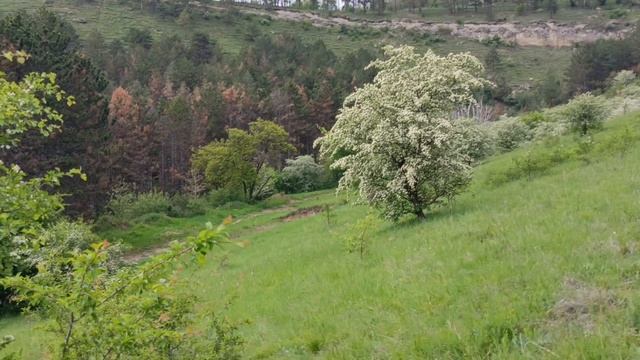 У подножья горы Кольцо #Кисловодск 15 мая 2025 Тишина..и только звуки природы..