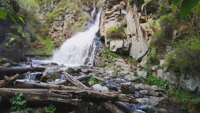 Горный Алтай. Цветение маральника. Ч.5