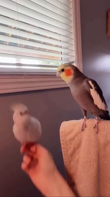 Два попугайчика 🦜❤️🤩