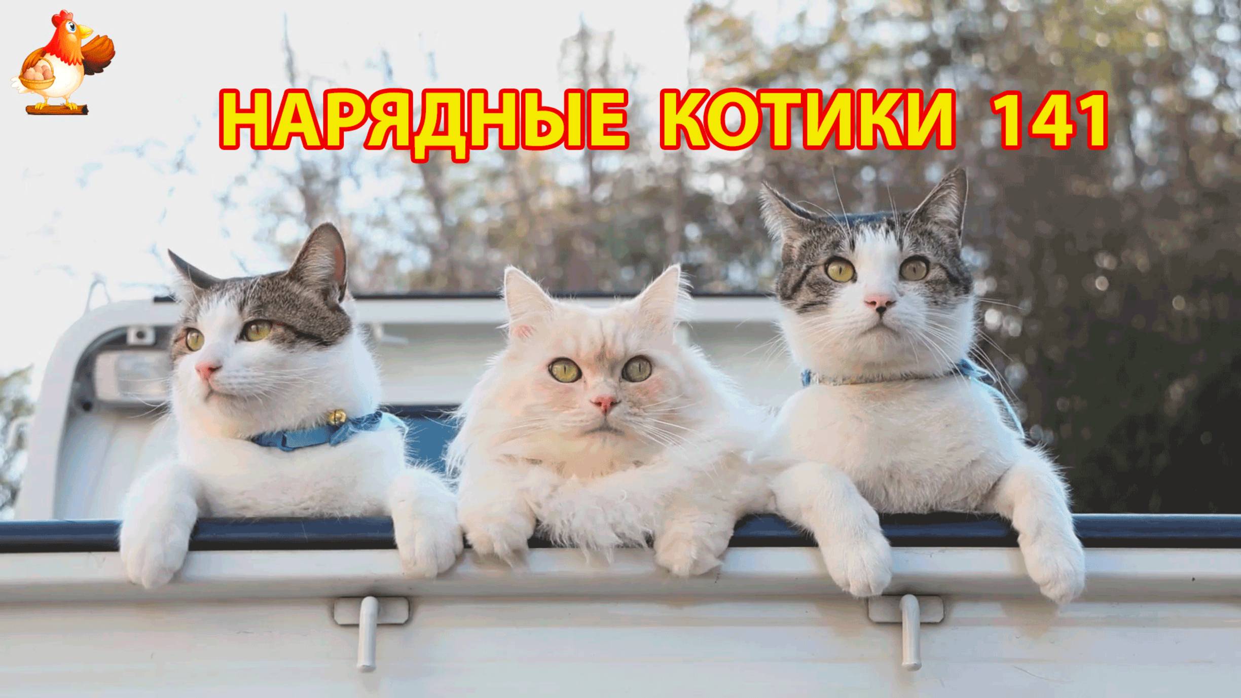 Нарядные Котики расслабляются на солнышке 🌞 🐈🐈🐈 (141)