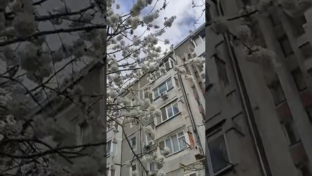 Тропы утренней тишины