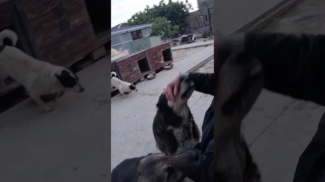 Мои любимые хвостики