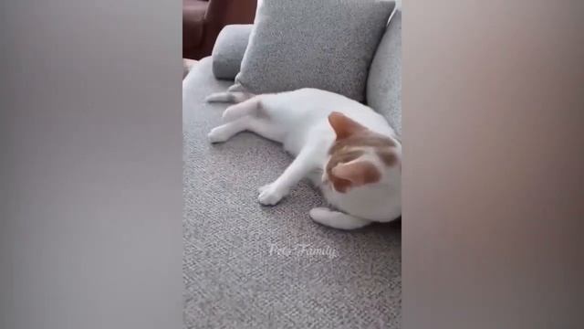 Самые смешные животные 2023😂 Смешные коты и собаки|Animal Club